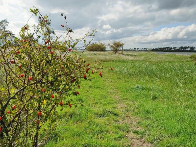 Holiday house Gutshaus Zicker in Garz - Environment photo 11