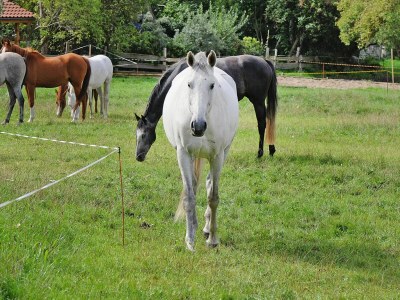 Holiday house Gutshaus Zicker in Garz - Environment photo 31