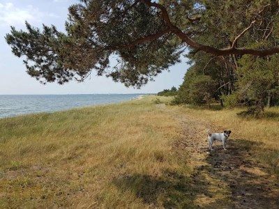 Holiday house Gutshaus Zicker in Garz - Environment photo 27