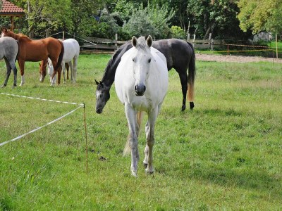 Holiday house Gutshaus Zicker in Garz - Outdoor photo 38