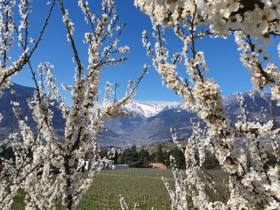 Holiday apartment Residence Diana - Environment photo 32