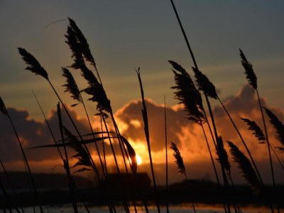 Bungalow Bungalow nur wenige Schritte vom Meer entfernt - Environment photo 25