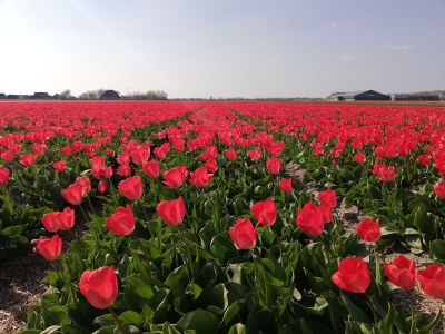 Holiday house Dream vacation home - Environment photo 38