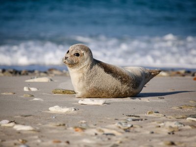 Holiday apartment Ferienwohnung Cuxhaven - Environment photo 11