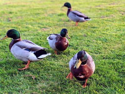 Holiday house La Lapiniere - Outdoor photo 14