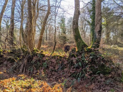 Holiday house La Lapiniere - Environment photo 40