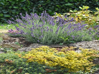 Holiday house Ferienhaus im Wald mit Terrasse & Grill - Outdoor photo 14