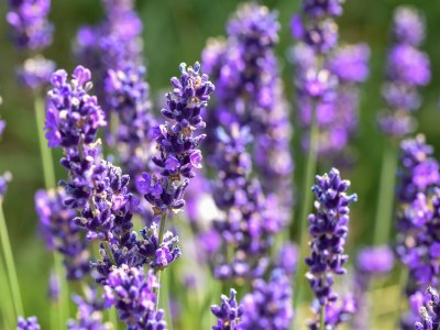 Holiday house Ferienhaus im Wald mit Terrasse & Grill - Outdoor photo 26