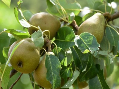 Holiday house Ferienhaus im Wald mit Terrasse & Grill - Outdoor photo 27