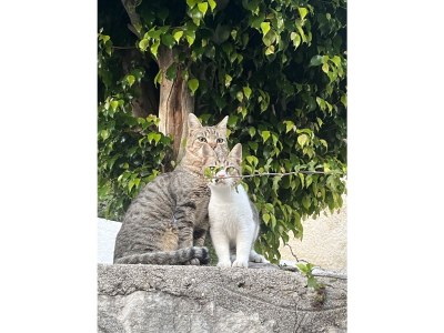 Holiday house Spiti Gianneta - Environment photo 12