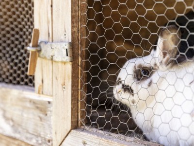 Holiday apartment Spitalerhof - Environment photo 12