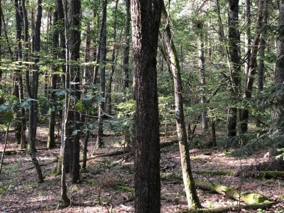 Holiday house Sous les arbres (Emilie) - Environment photo 29
