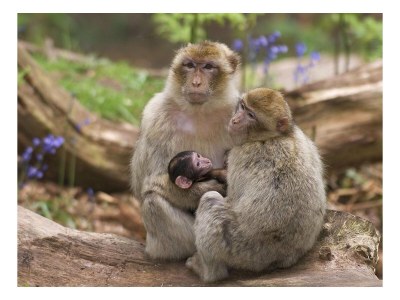 Holiday house Sous les arbres (Emilie) - Environment photo 33
