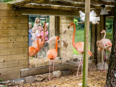 Bungalow Bruine walibi - Environment photo 19