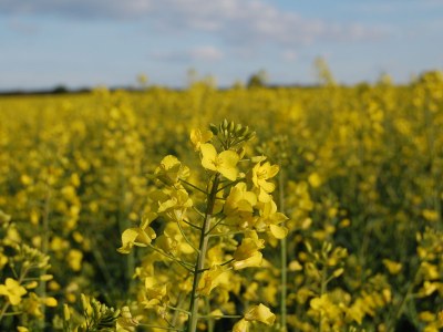Holiday apartment Ferienwohnung Metropolregion Hamburg - Environment photo 19