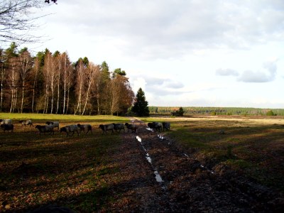 Holiday apartment Ferienwohnung Metropolregion Hamburg - Environment photo 23