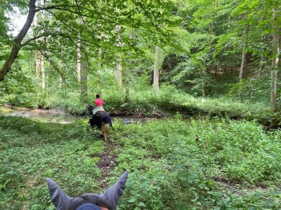 Apartment Geräumiges Ferienhaus im Teutoburger Wald - Environment photo 24