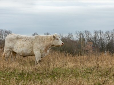 Holiday house Holiday Home in De Punt with Pool & Garden - Environment photo 31
