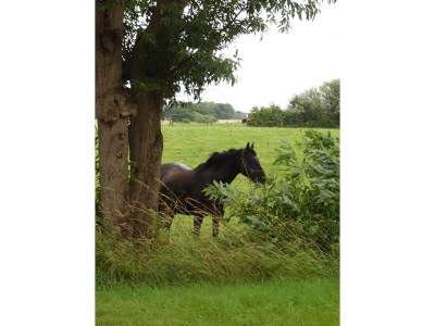 Holiday house "Kiek in" 1 - Environment photo 45