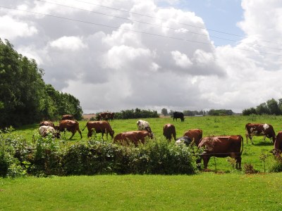 Holiday house "Kiek in" 1 - Environment photo 47