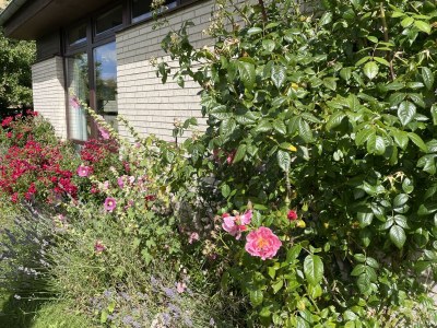 Holiday house "Kiek in" 1 - Environment photo 69