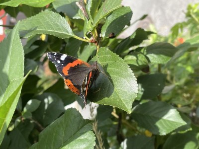 Holiday house "Kiek in" 1 - Environment photo 70