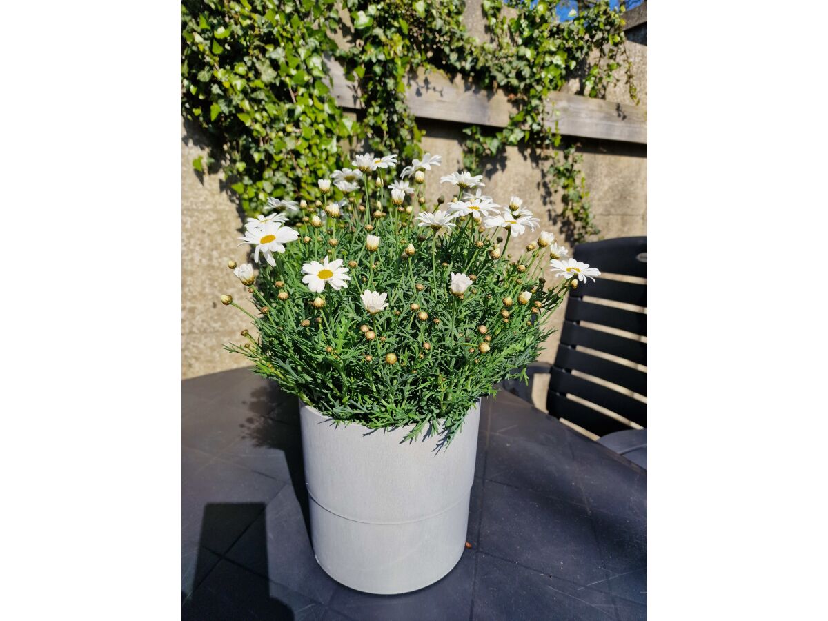 Bungalow Sea air - Outdoor photo 5