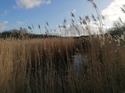 Bungalow Sea air - Environment photo 35