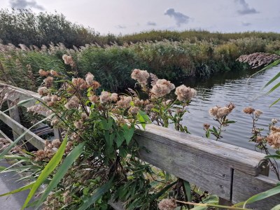 Bungalow Sea air - Environment photo 36