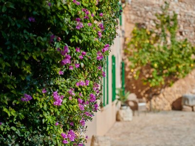 Holiday house Finca Son Oliver - Environment photo 49