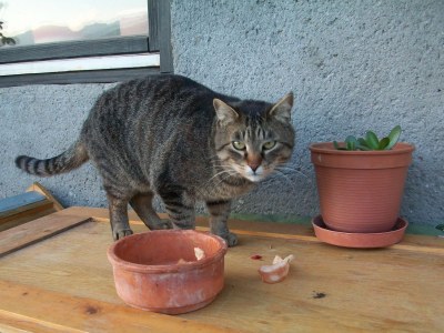 Holiday apartment Alpine farm - Environment photo 16