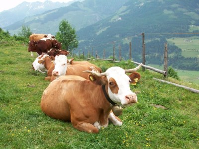 Holiday apartment Alpine farm - Environment photo 17