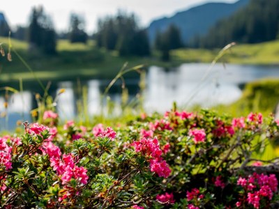 Holiday apartment Alpina Hochberg - Environment photo 24