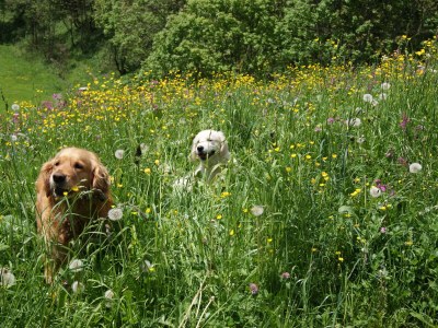 Holiday apartment Alpina Hochberg - Environment photo 28