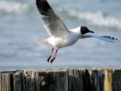 Holiday apartment Kapitänsgarten Wohnung 25 - Environment photo 23