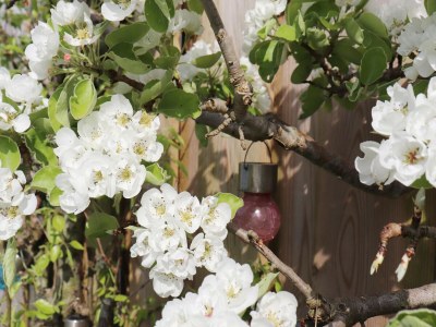 Holiday house Ferienhaus mit großem umzäunten Garten - Outdoor photo 6