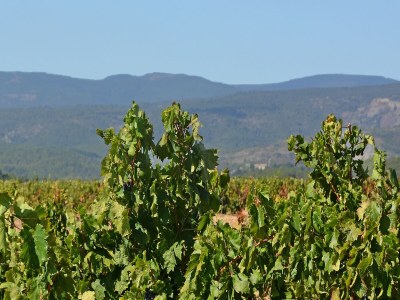 Villa Villa in Caunes-Minervois - Environment photo 28