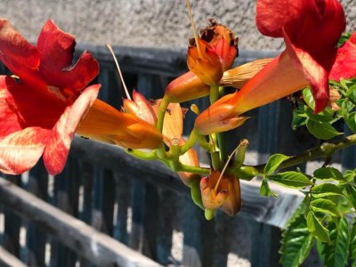 Villa Villa in Caunes-Minervois - Outdoor photo 38