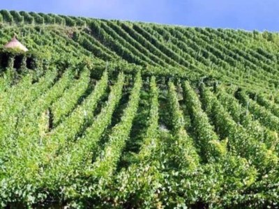 Apartment Apartment in Essen with Garden Terrace - Environment photo 23