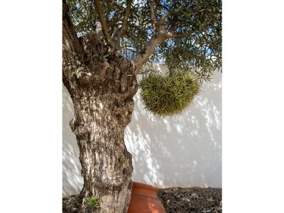 Villa Olivera Canto - Outdoor photo 13