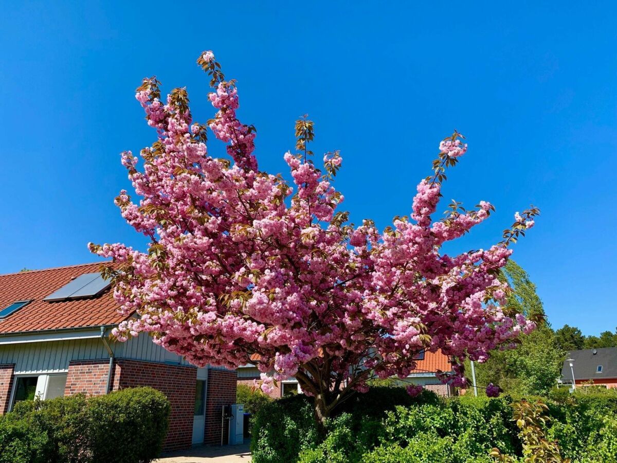 Holiday house Ferienhaus Müritzzeit in Röbel an der Müritz - Outdoor photo 4