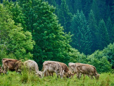 Holiday apartment Miramonte Dolomiti in Gosaldo - Holiday apartment