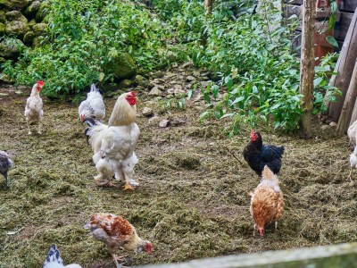 Holiday apartment Miramonte Dolomiti - Outdoor photo 6