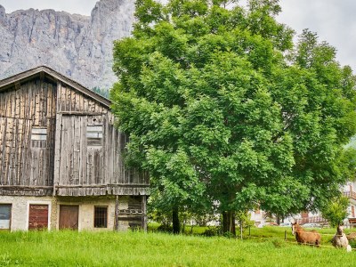 Holiday apartment Miramonte Dolomiti - Environment photo 26