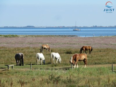Holiday apartment 271 - Wohnung Sanddüne - Environment photo 24