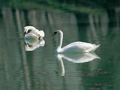 Cottage Villa in Perugia mit Pool & grünen Hügeln - Environment photo 30