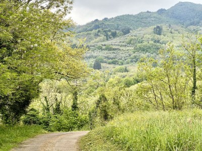 Cottage Miramonte Toscana - Environment photo 34