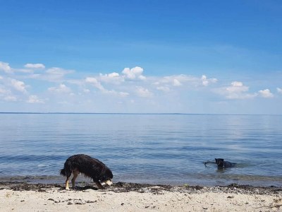 Holiday house 6 Personen Ferienhaus in Brenderup Fyn-By Traum - Outdoor photo 34
