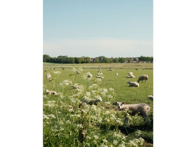 Chalet Vakantiehuisje aan de Waddenzee - Environment photo 20