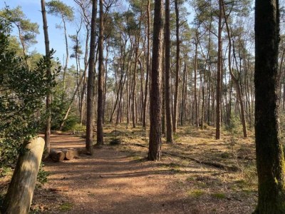 Holiday house Ferienhaus in Haarle nahe Sallandse Heuvelrug - Environment photo 16